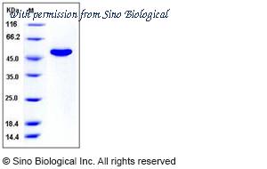 Sino Biological 50246-M08B image 1