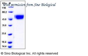 Sino Biological 10156-H08H image 1