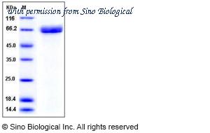 Sino Biological 50543-M08H image 1