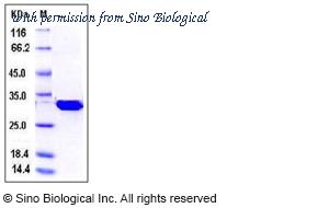Sino Biological 50050-M07E image 1