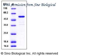 Sino Biological 10168-H08B image 1
