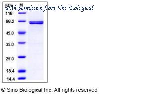 Sino Biological 11654-H09B image 1