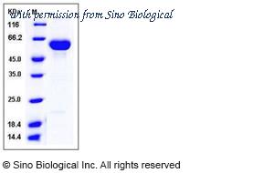 Sino Biological 10380-H08H image 1