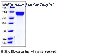 Sino Biological 50572-M08H image 1