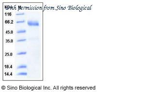Sino Biological 12026-H08H image 1