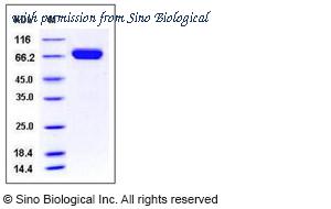 Sino Biological 50587-M08H image 1