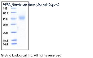 Sino Biological 50601-M08H image 1