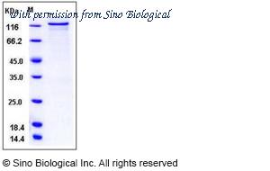 Sino Biological 10665-H09B image 1