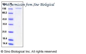 Sino Biological 11773-H20B image 1