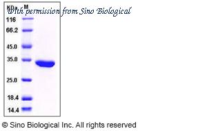 Sino Biological 30001-E07E image 1