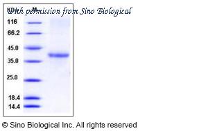 Sino Biological 11789-H08H image 1