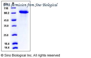 Sino Biological 11998-H08H image 1