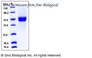 Sino Biological 12082-H08H image 1