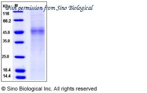 Sino Biological 11258-H07H image 1