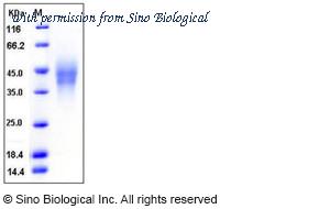 Sino Biological 11832-H08H image 1