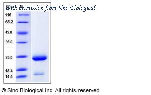 Sino Biological 11934-H08H image 1