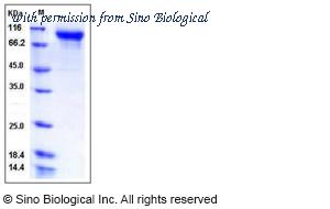 Sino Biological 11189-H08H image 1