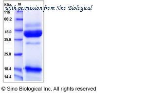 Sino Biological 50659-M08H image 1
