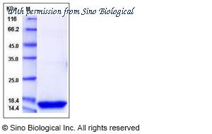 Sino Biological 50540-M08H image 1