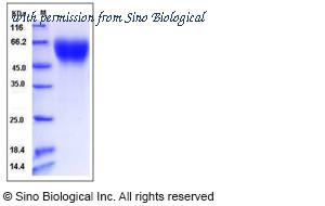 Sino Biological 50328-M08H image 1