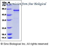 Sino Biological 10904-H08H image 1