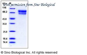 Sino Biological 50315-M08H image 1