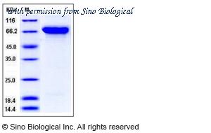 Sino Biological 11756-H08H image 1