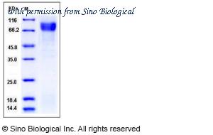 Sino Biological 50585-M08H image 1