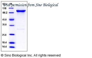 Sino Biological 11752-H20B image 1