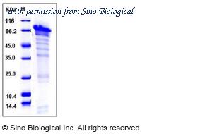 Sino Biological 11748-H07E image 1