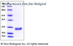Sino Biological 11890-H08H image 1