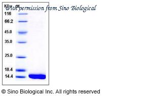 Sino Biological 12353-H07E image 1