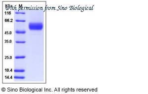 Sino Biological 11822-H08H image 1