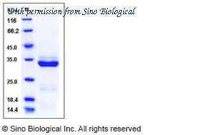Sino Biological 11866-H08H image 1