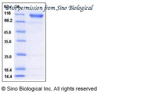 Sino Biological 11825-H08H image 1