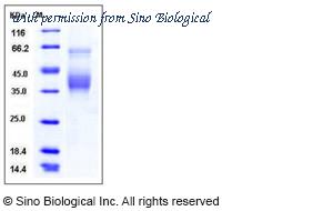 Sino Biological 11945-H08H image 1