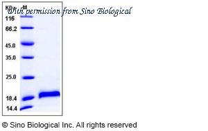 Sino Biological 50569-M08H image 1