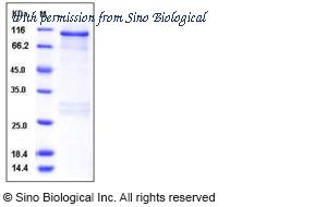 Sino Biological 10833-H09B image 1