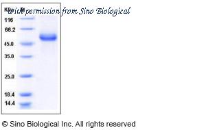 Sino Biological 11742-H08H image 1