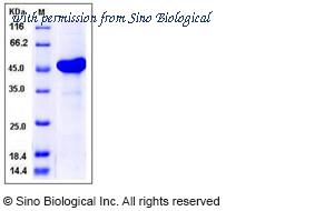 Sino Biological 12406-H20B image 1