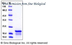 Sino Biological 10053-H07E image 1