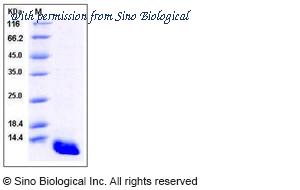 Sino Biological 11138-H07E image 1