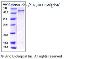 Sino Biological 12243-H20B image 1