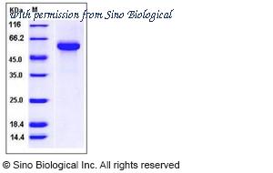 Sino Biological 11834-H08H image 1
