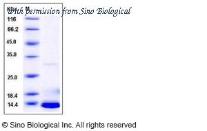 Sino Biological 11142-H07E image 1