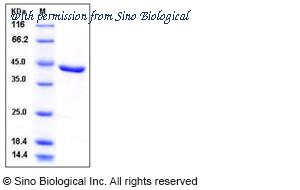 Sino Biological 12162-H08H image 1