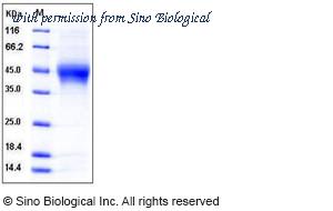 Sino Biological 11483-H08H image 1