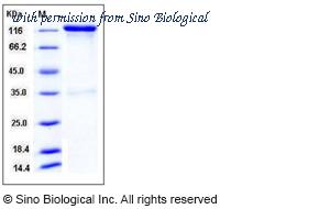 Sino Biological 90020-K02H image 1