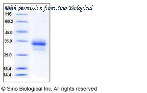 Sino Biological 12339-H08H image 1