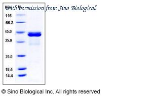 Sino Biological 11783-H20E image 1